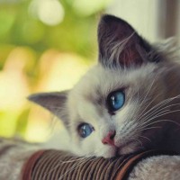 Avatar của Nguyễn Văn An, người chơi đánh giá gà chọi c1
